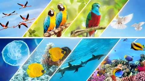 Am fünften Tag zeigt Leben in vielfältiger und diverser Form die Autorität des Schöpfers auf unterschiedliche Art und Weise