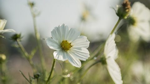 Una clase diferente de salvación