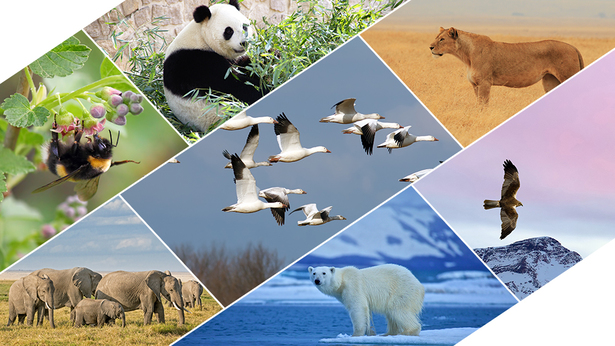 hay varios animales, panda, leona, elefante y oso polar viven en la tierra. águila,, ánsar y abeja vuelan en el cielo