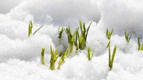 la vita e' molto tenace