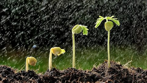 阳光雨露滋润小草