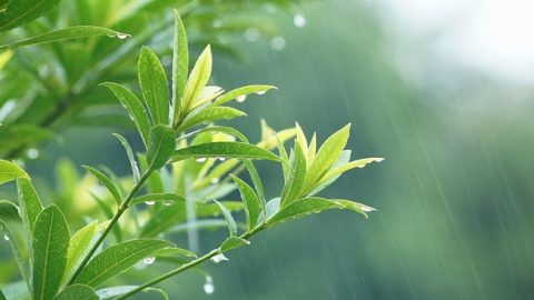 风雨中的小草,审判中的爱