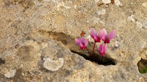 毒蛇咬伤，绝境逢生